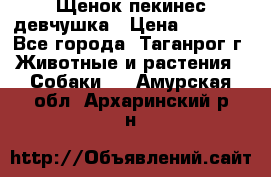 Щенок пекинес девчушка › Цена ­ 2 500 - Все города, Таганрог г. Животные и растения » Собаки   . Амурская обл.,Архаринский р-н